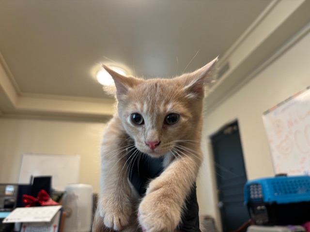 No Name
