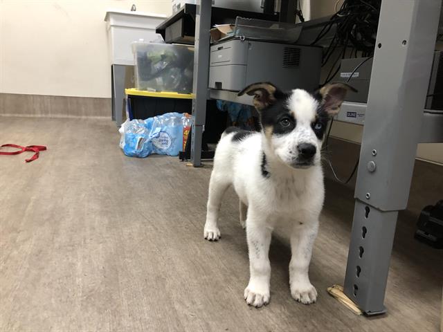 Oliver