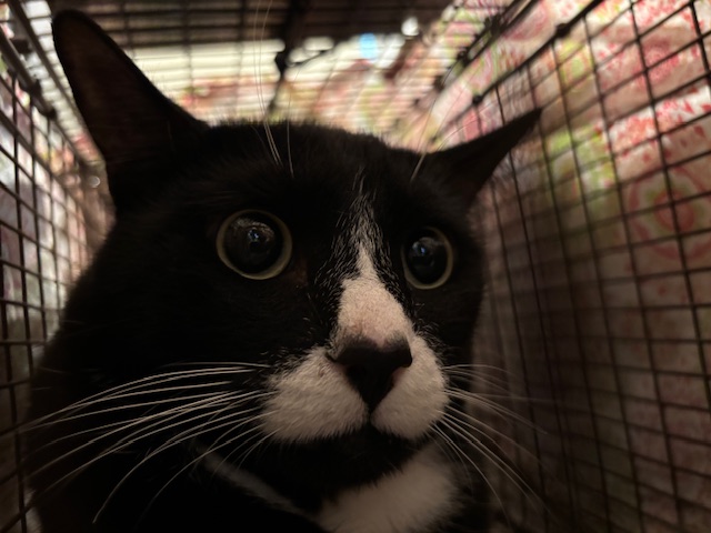Oliver
