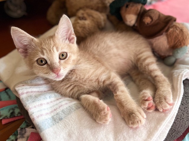 Rufus