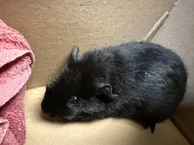 No Name