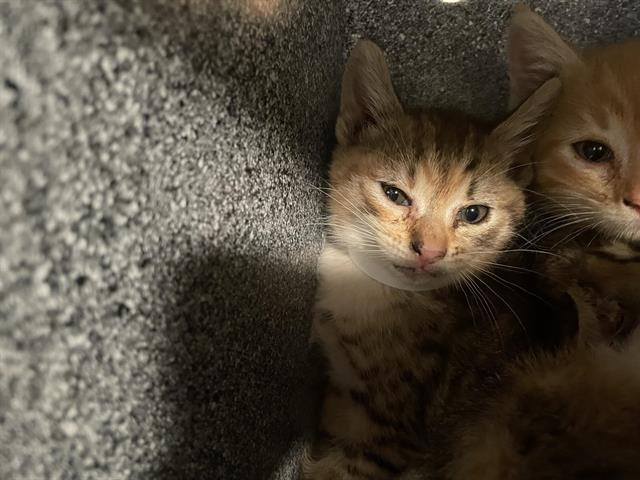 No Name