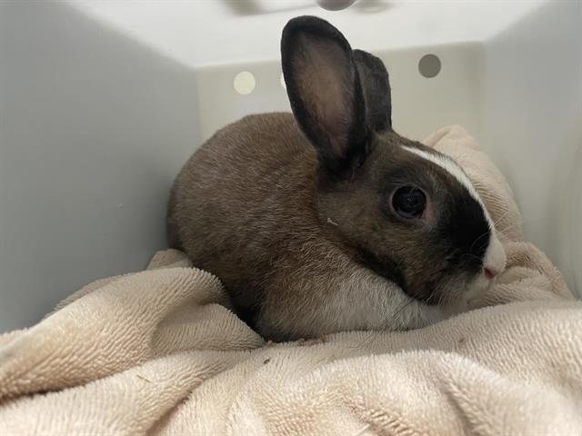 Bunz