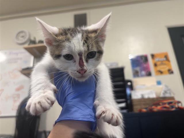 No Name