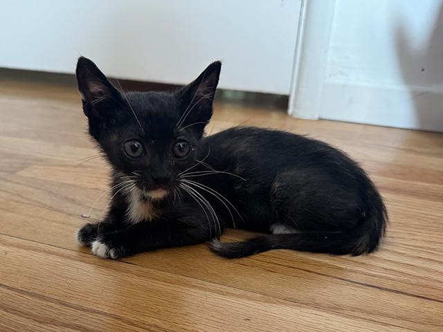 Elphaba