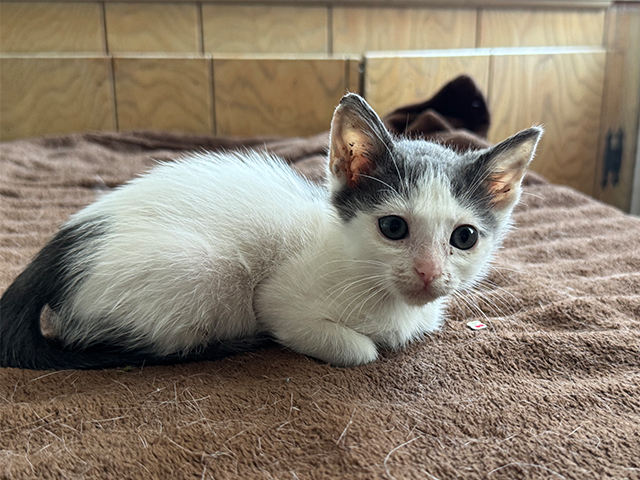 Glinda