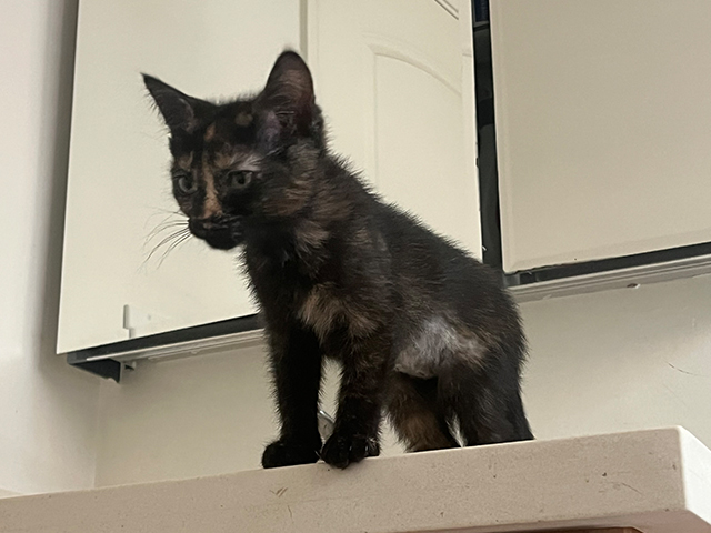 Kiki