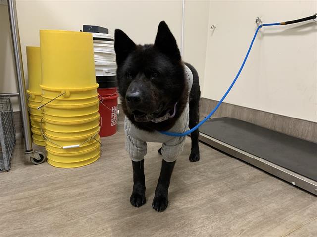 Riku