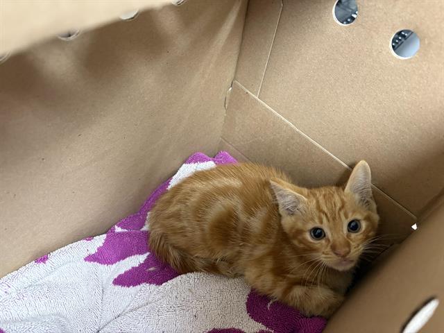 No Name