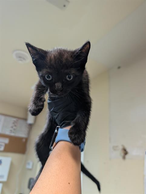 No Name