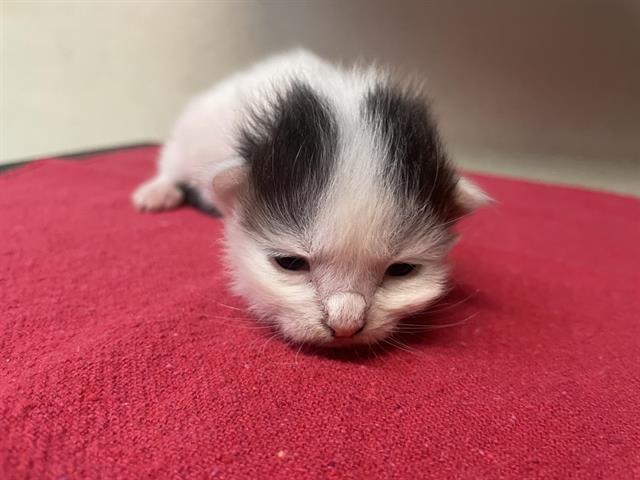No Name