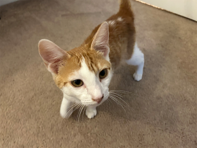 Georgie