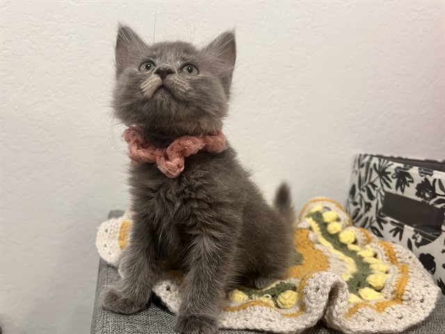 Lulu