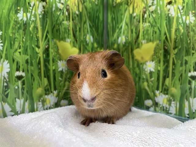 Kiwi