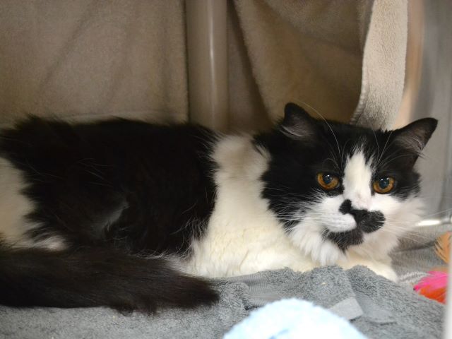 Milo