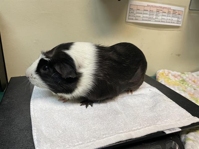 Milo