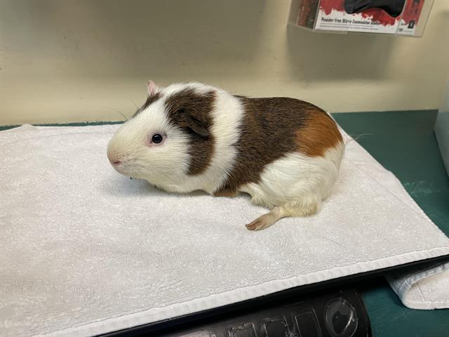 Oreo