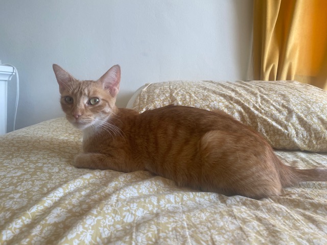 Juno
