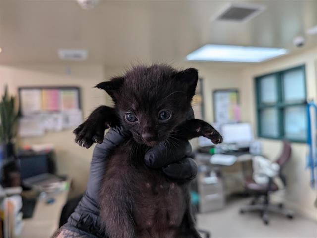 Piper