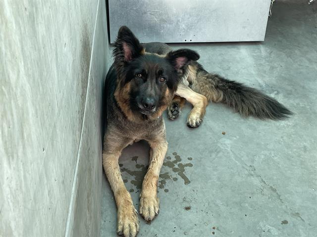 Bowie
