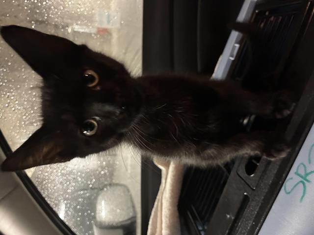 Jiji