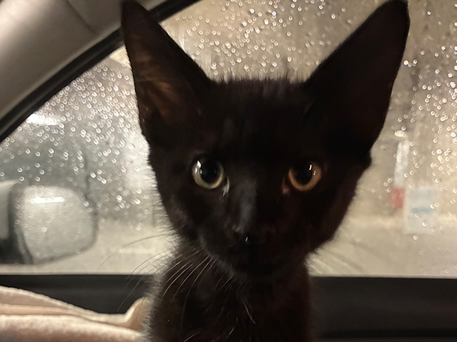 Jiji