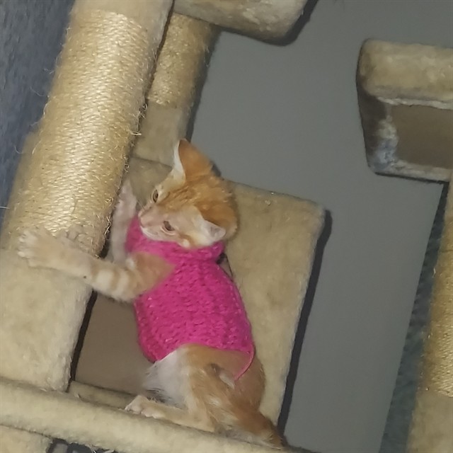 Ralphie