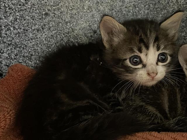 No Name