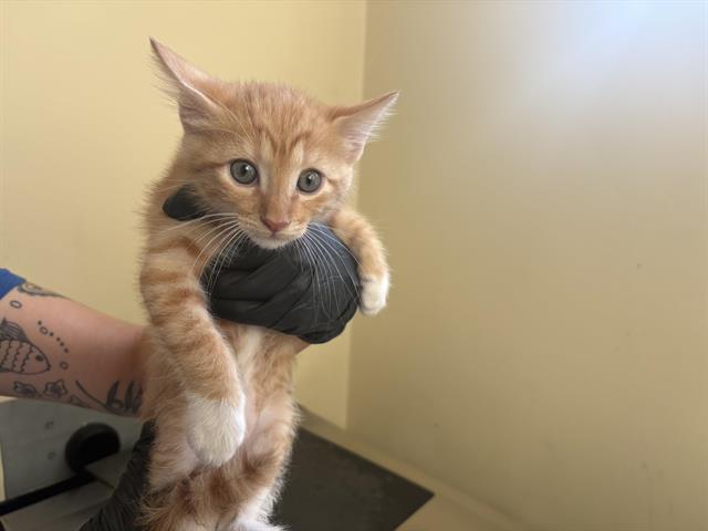 No Name