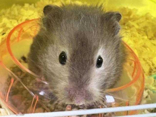 Walter