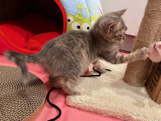 Hazel