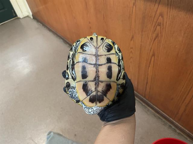 Spike