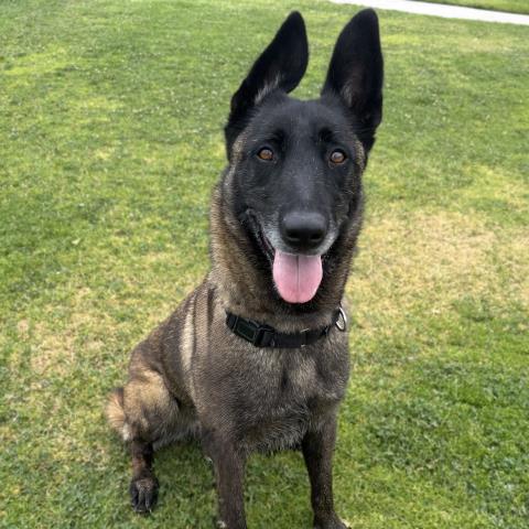 Kali - A790634