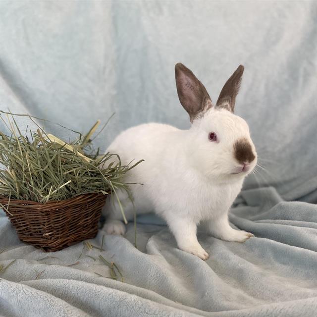 Owen - A795539
