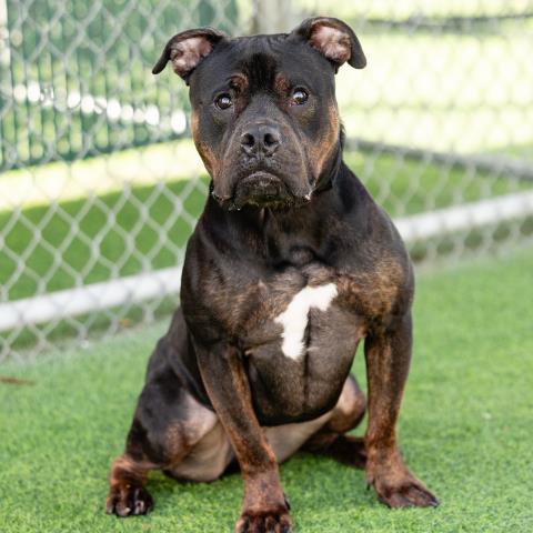 Whiskey - A838655