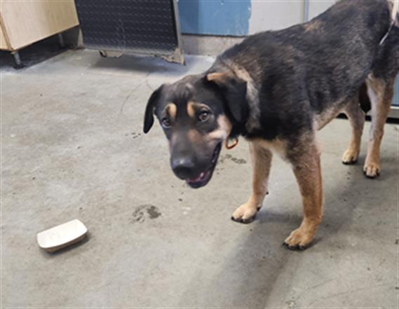 Waylan - A847268
