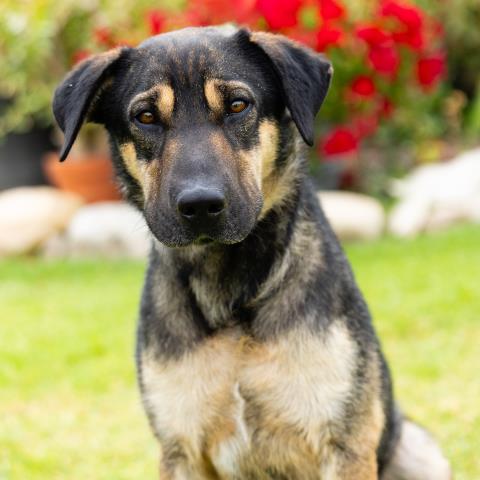Waylan - A847268