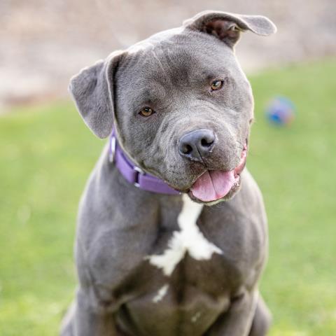 Blue - A850969