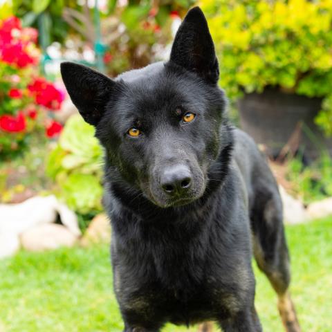 Elvis - A855836
