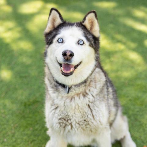 Bella - A859679