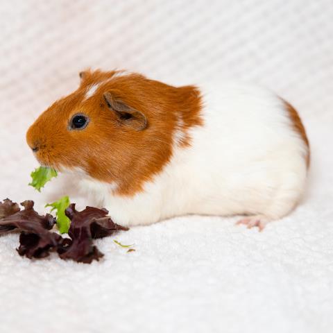 Chip - A870339