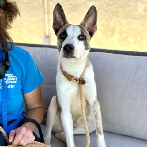 Bluey - A873735