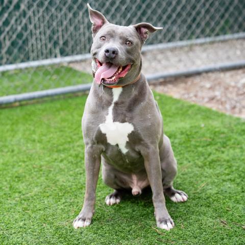 Novio - A873910