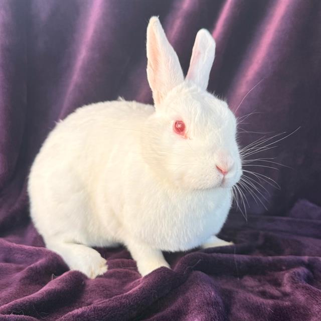 Nancy - A876094