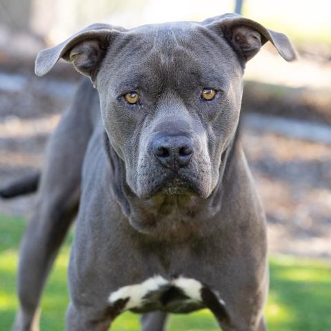 Debo - A876205