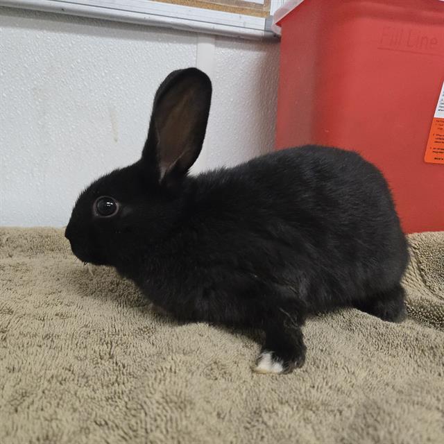 Trixie - A876379