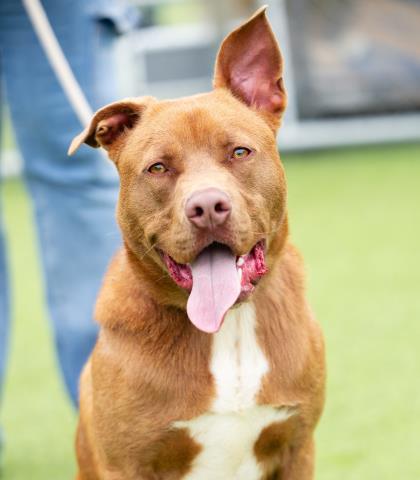 Harley - A876443