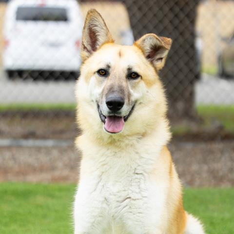 Ozzie - A876977