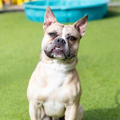Brewster - A877239