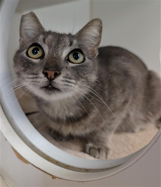 Rhys - A878240